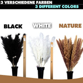 XXL Pampasgras 100cm - verschiedene Farben